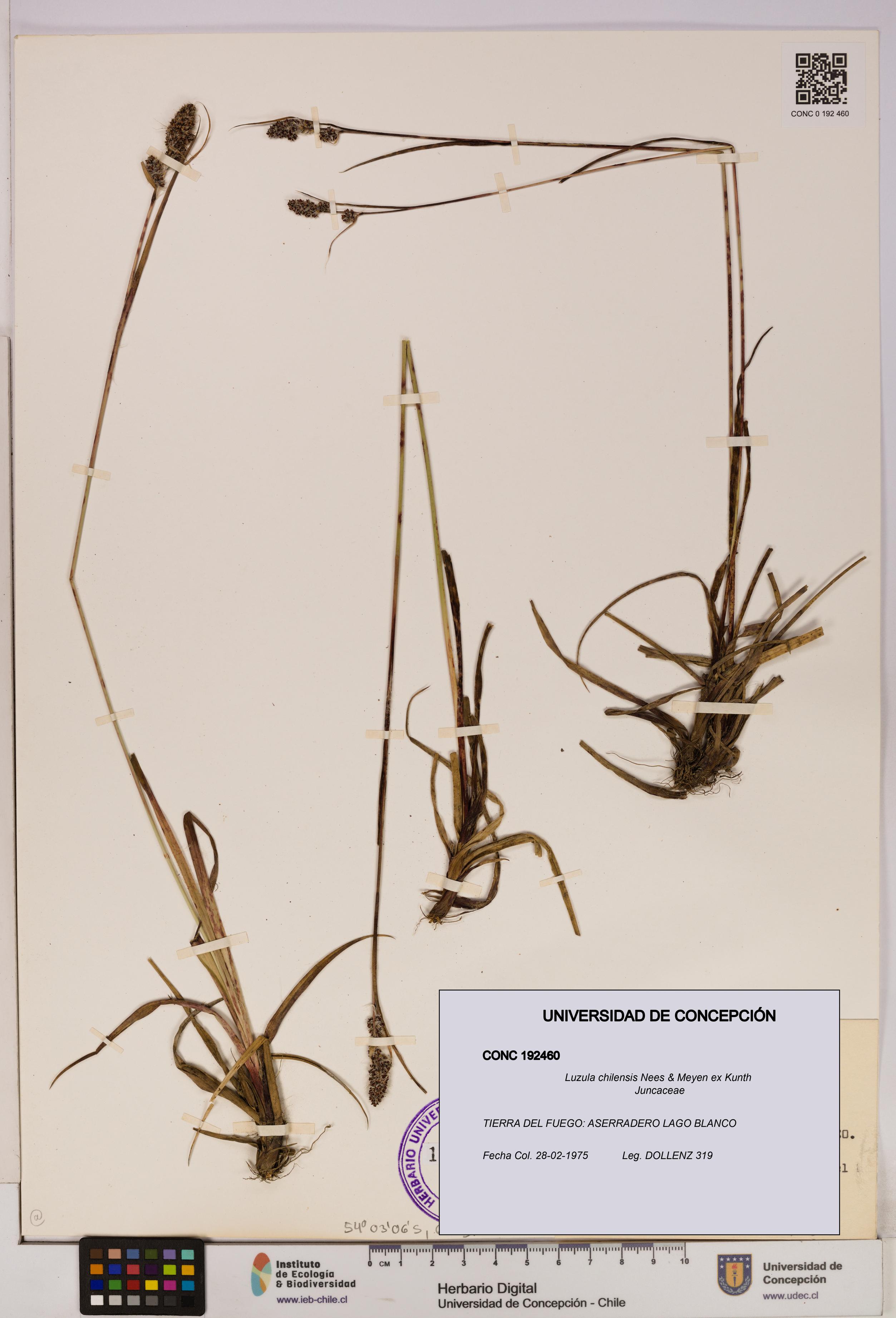 Luzula chilensis [Espécimen: UDEC:CONC:0192460]