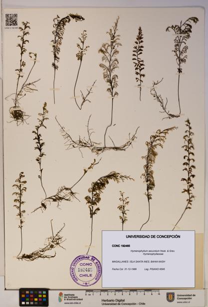 Hymenophyllum secundum [Espécimen: ]