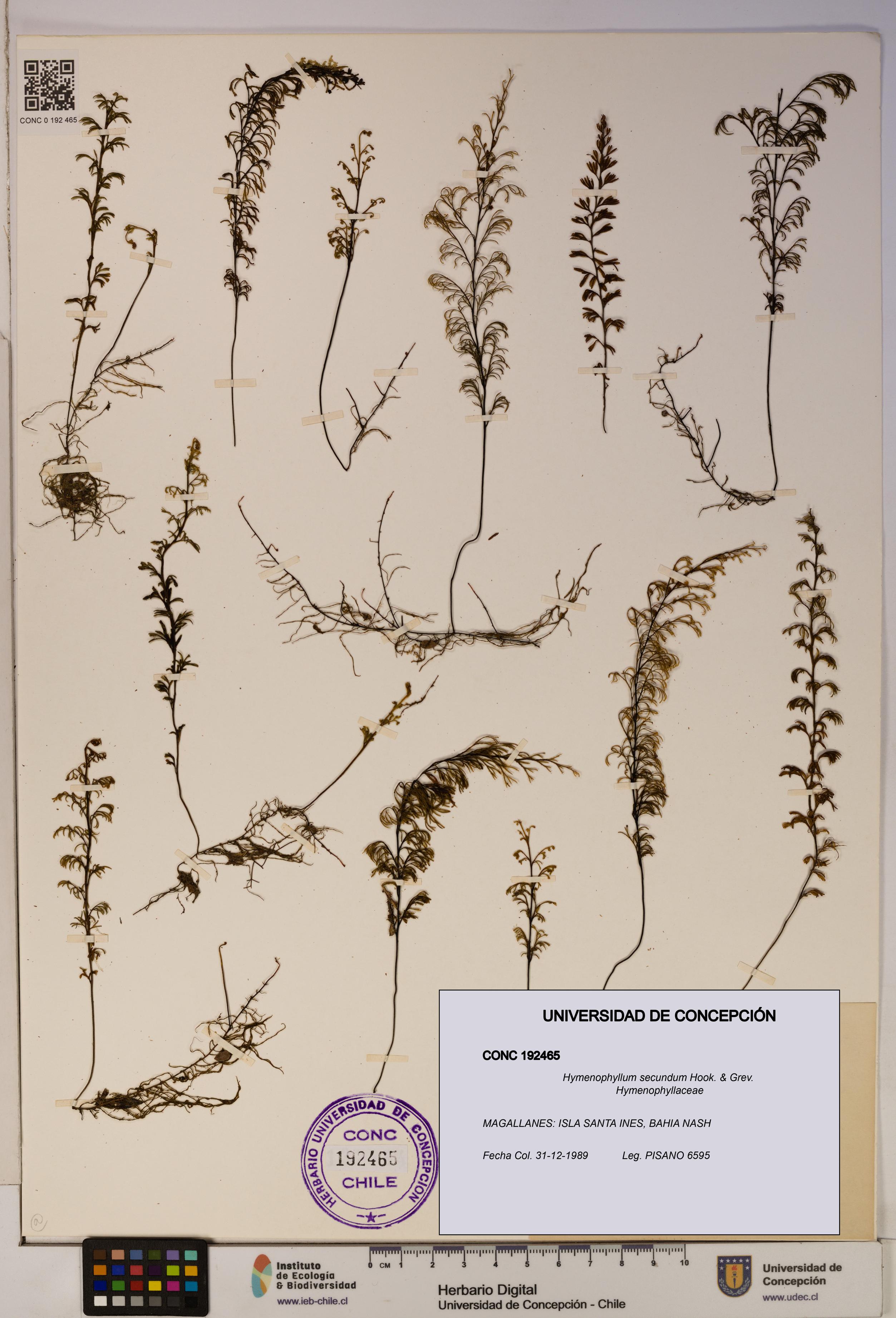 Hymenophyllum secundum [Espécimen: ]
