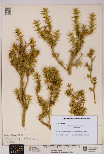 Chuquiraga atacamensis [Espécimen: UDEC:CONC:0192469]