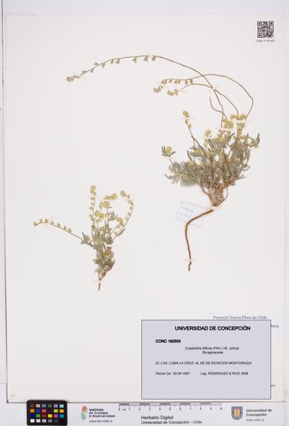 Cryptantha diffusa [Espécimen: ]