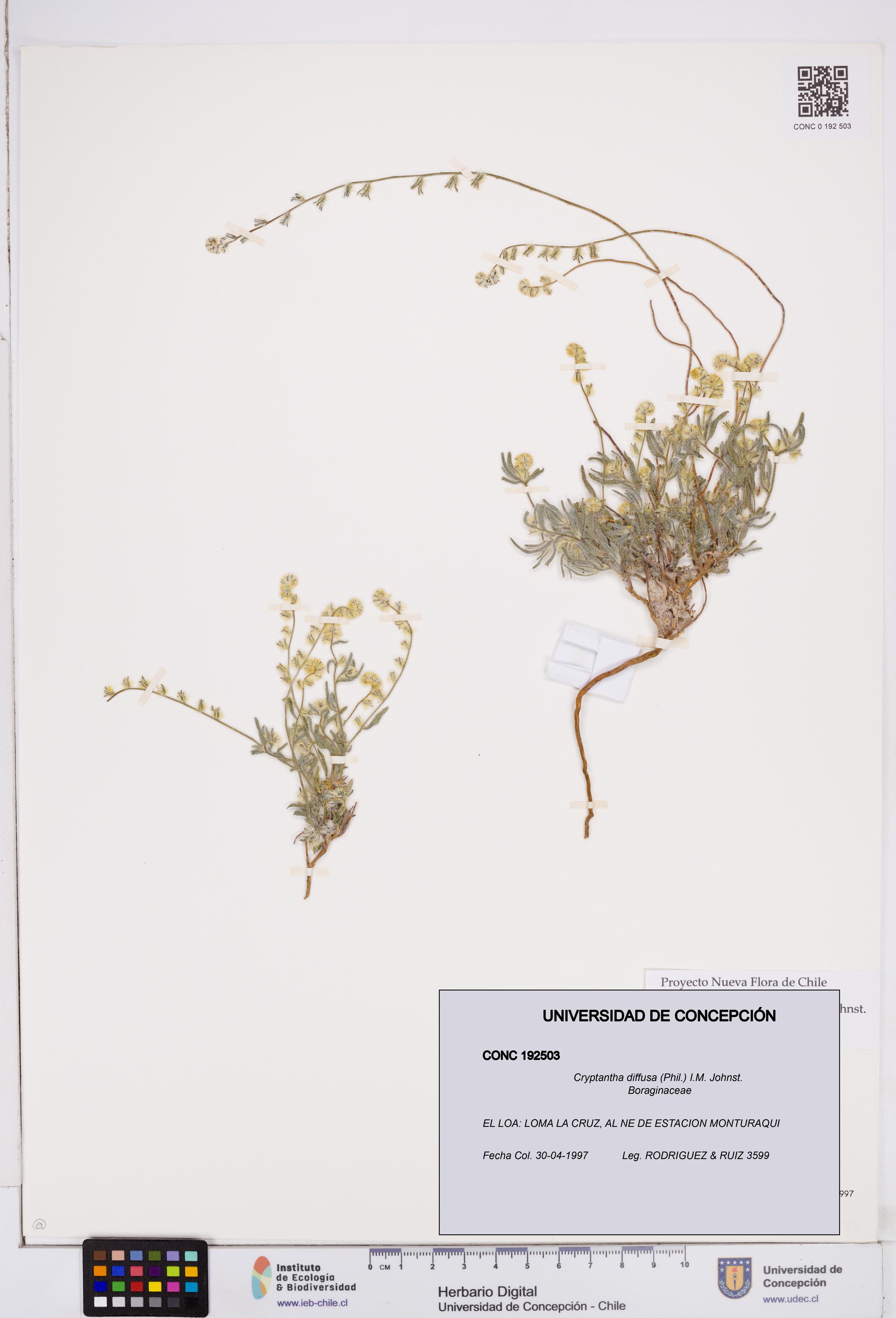 Cryptantha diffusa [Espécimen: ]