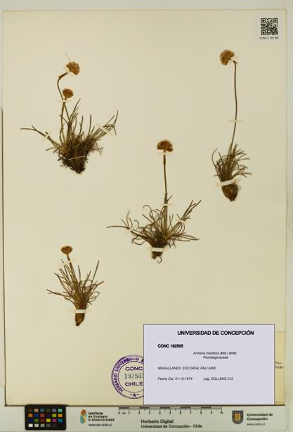Armeria maritima [Espécimen: UDEC:CONC:0192505]