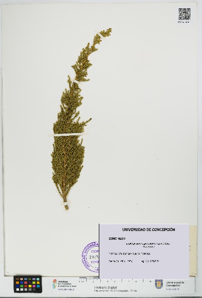 Lepidophyllum cupressiforme [Espécimen: UDEC:CONC:0192511]