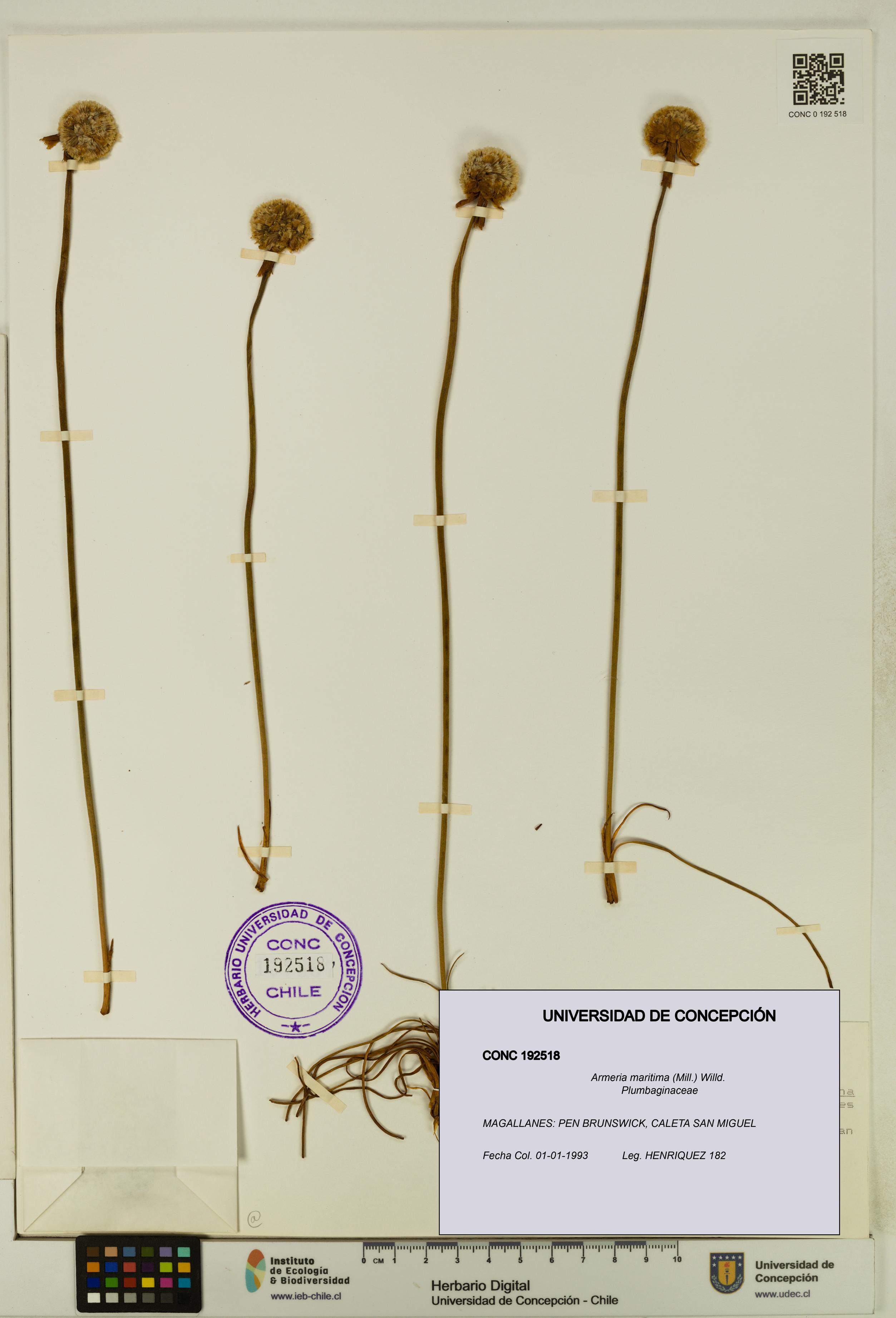 Armeria maritima [Espécimen: UDEC:CONC:0192518]