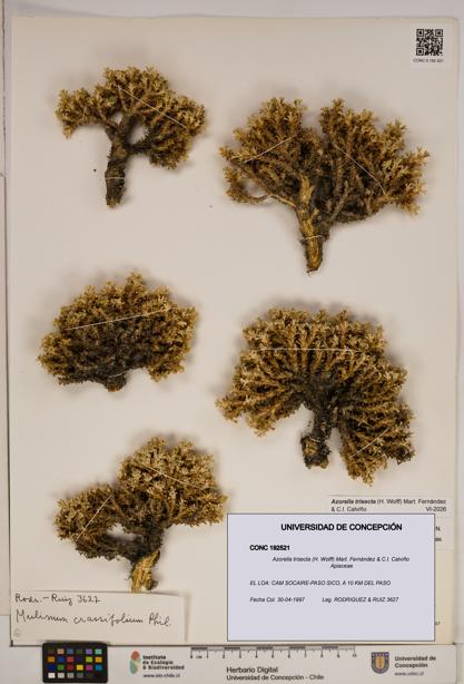 Azorella trisecta [Espécimen: ]
