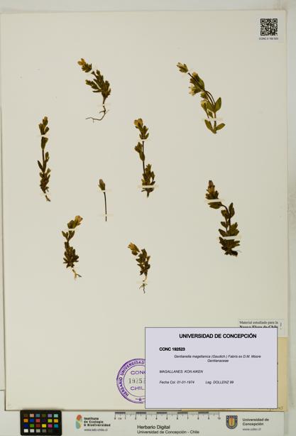 Gentianella magellanica [Espécimen: UDEC:CONC:0192523]