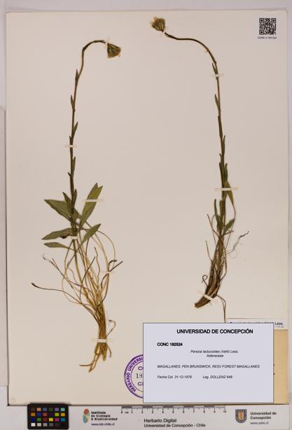 Perezia lactucoides [Espécimen: UDEC:CONC:0192524]