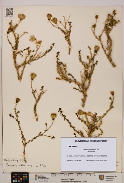 Senecio atacamensis [Espécimen: UDEC:CONC:0192531]