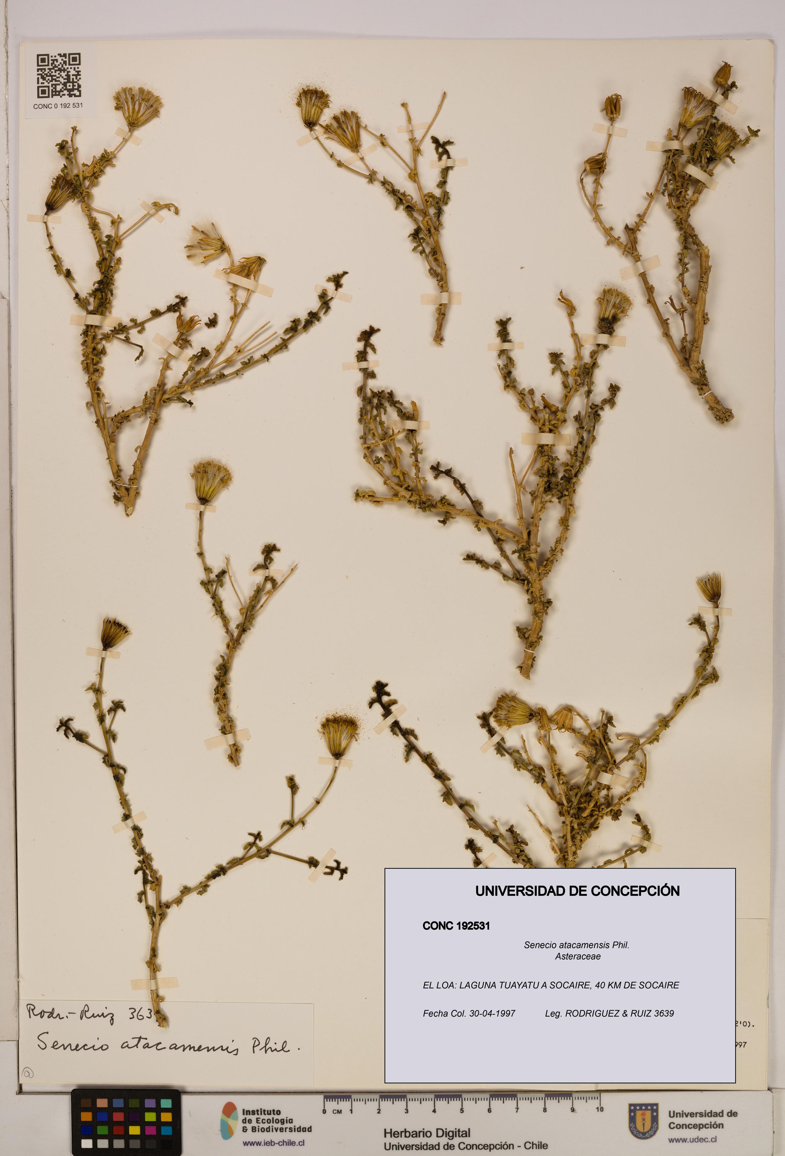 Senecio atacamensis [Espécimen: UDEC:CONC:0192531]