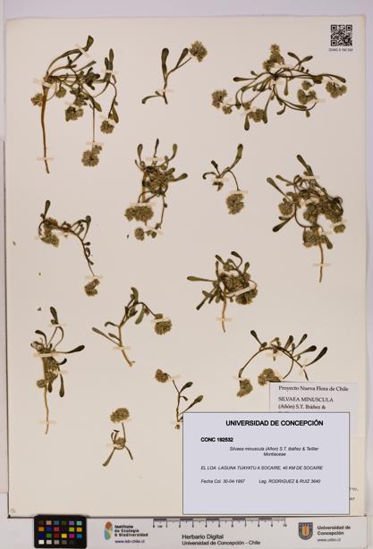 Silvaea minuscula [Espécimen: UDEC:CONC:0192532]