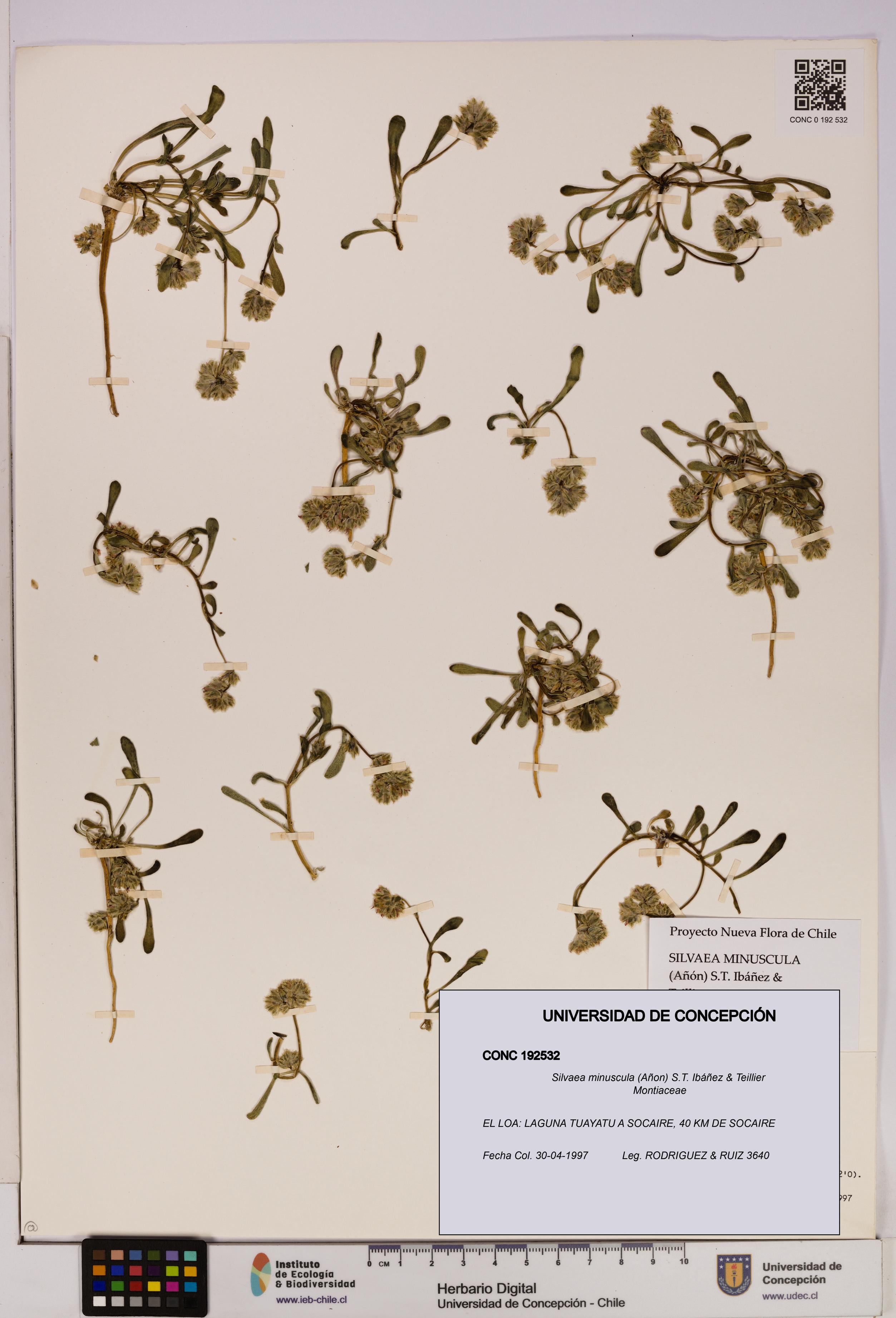 Silvaea minuscula [Espécimen: UDEC:CONC:0192532]