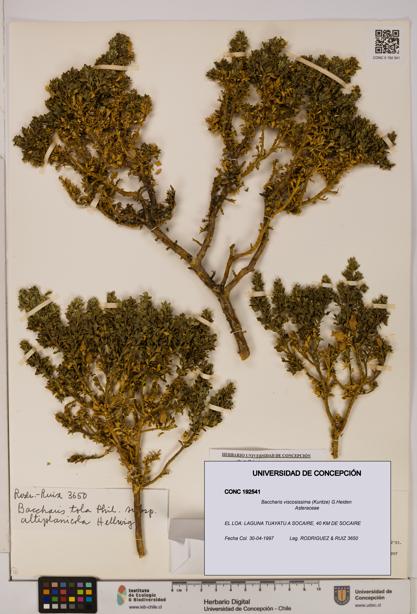 Baccharis tola [Espécimen: UDEC:CONC:0192541]