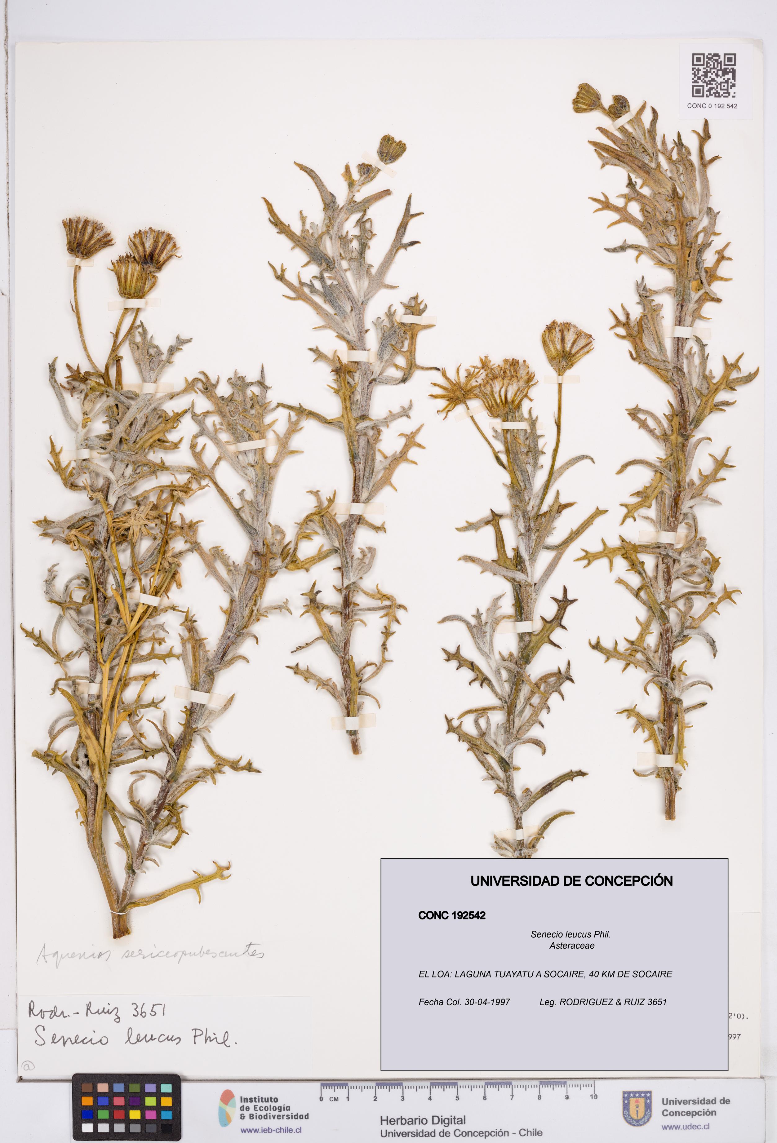 Senecio leucus [Espécimen: ]