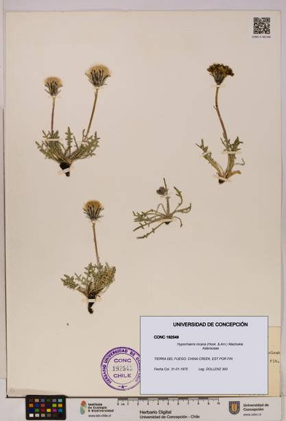 Hypochaeris incana [Espécimen: UDEC:CONC:0192549]