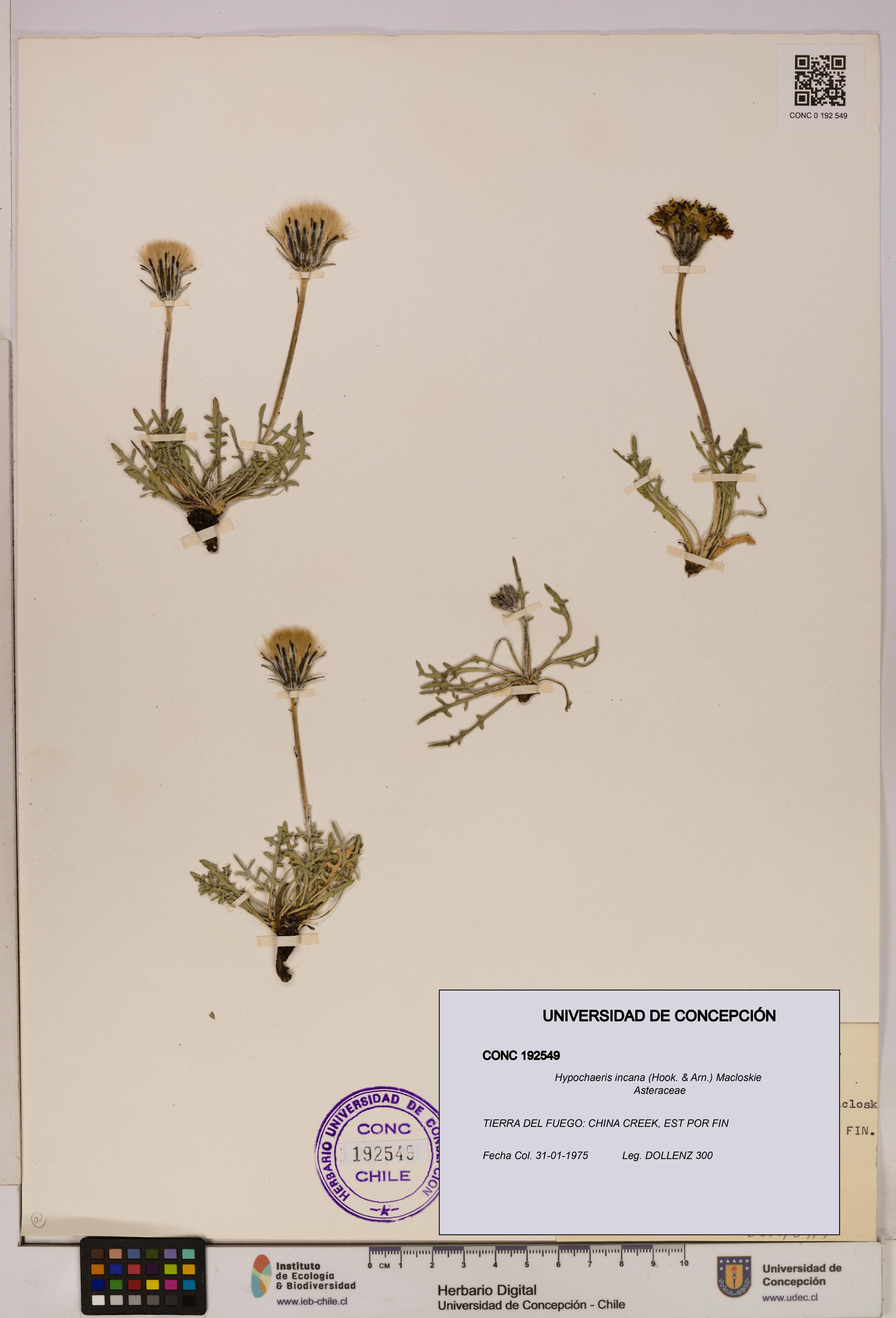 Hypochaeris incana [Espécimen: UDEC:CONC:0192549]