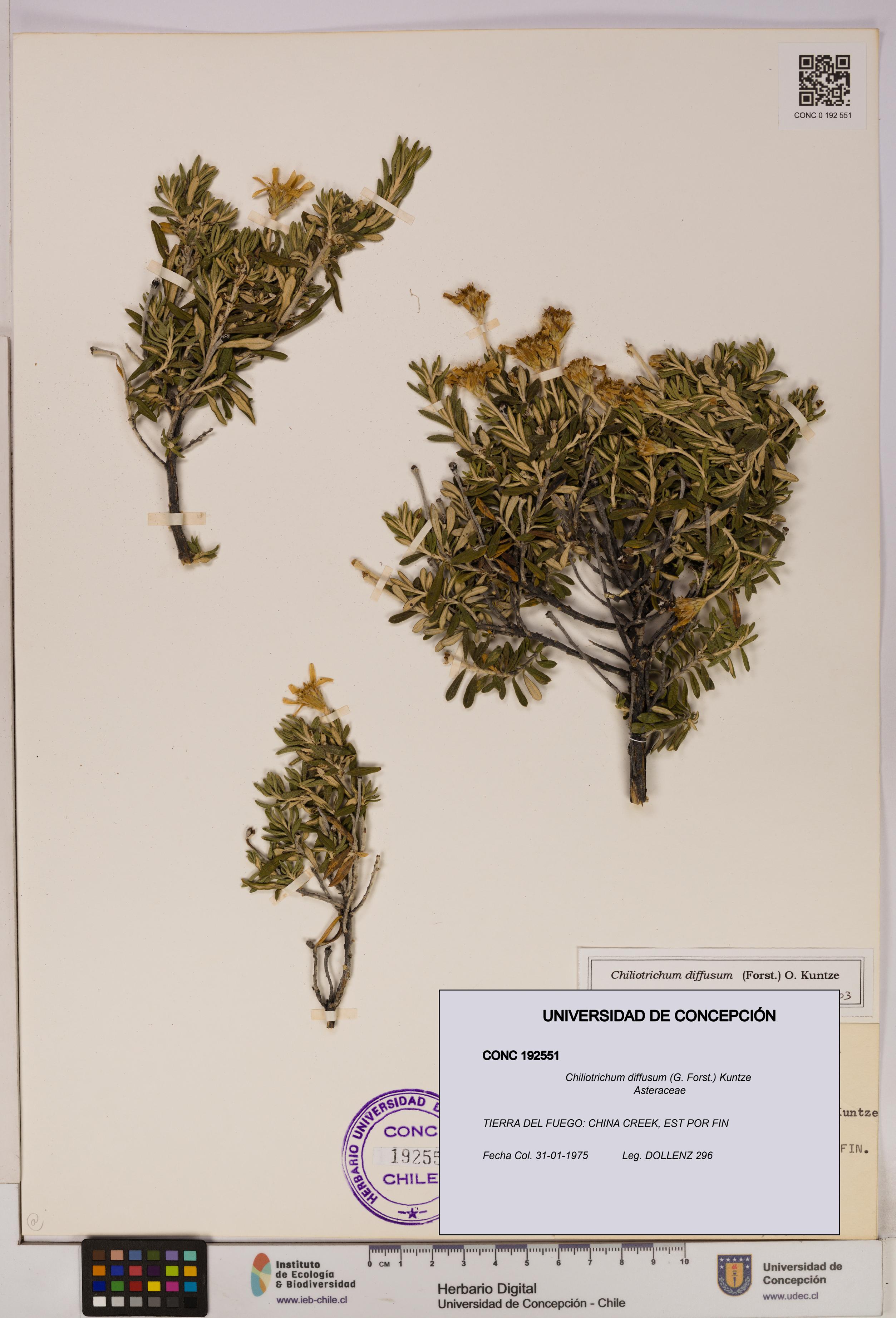 Chiliotrichum diffusum [Espécimen: UDEC:CONC:0192551]