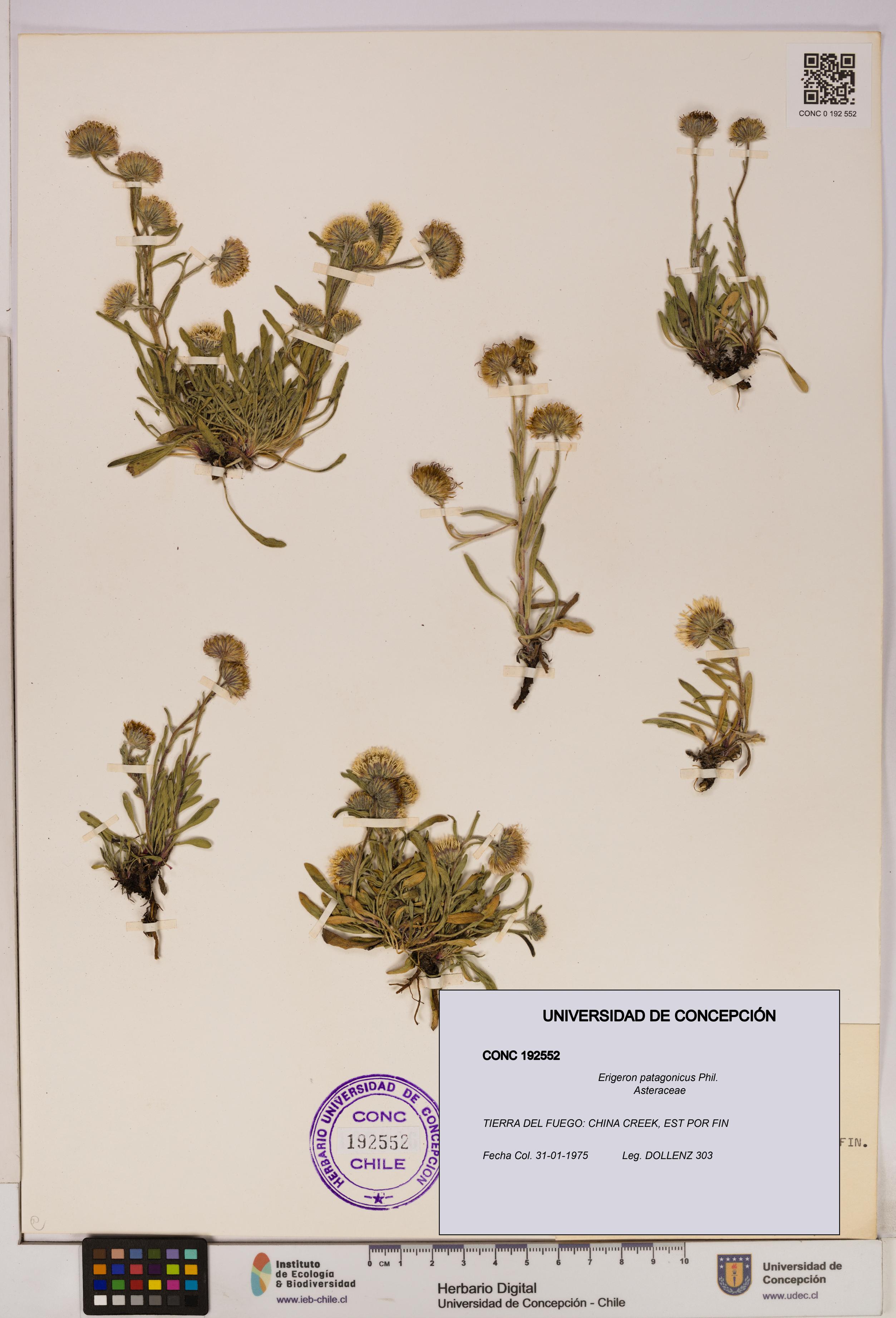 Erigeron patagonicus [Espécimen: UDEC:CONC:0192552]
