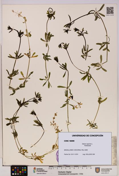 Galium aparine [Espécimen: UDEC:CONC:0192555]