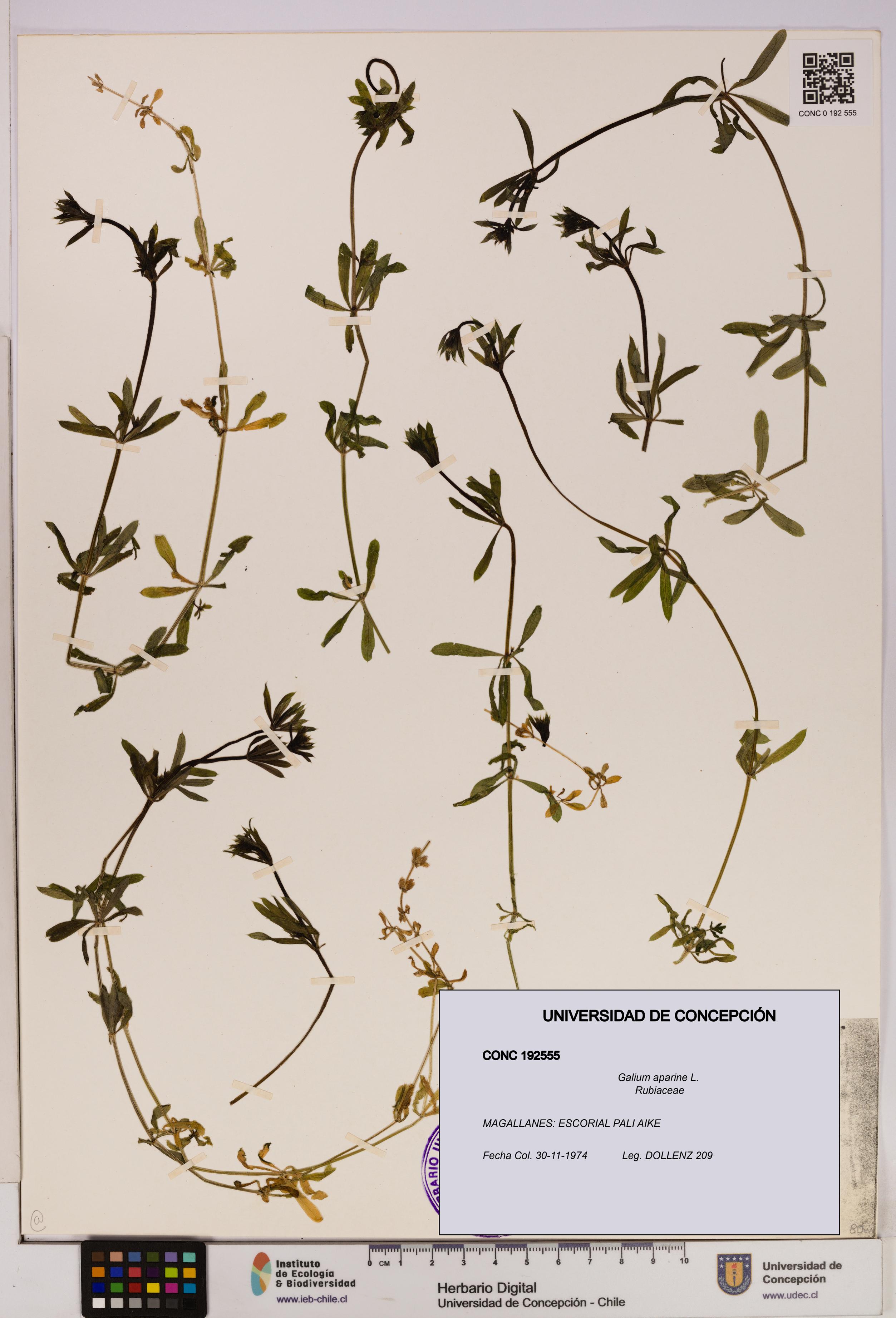Galium aparine [Espécimen: UDEC:CONC:0192555]