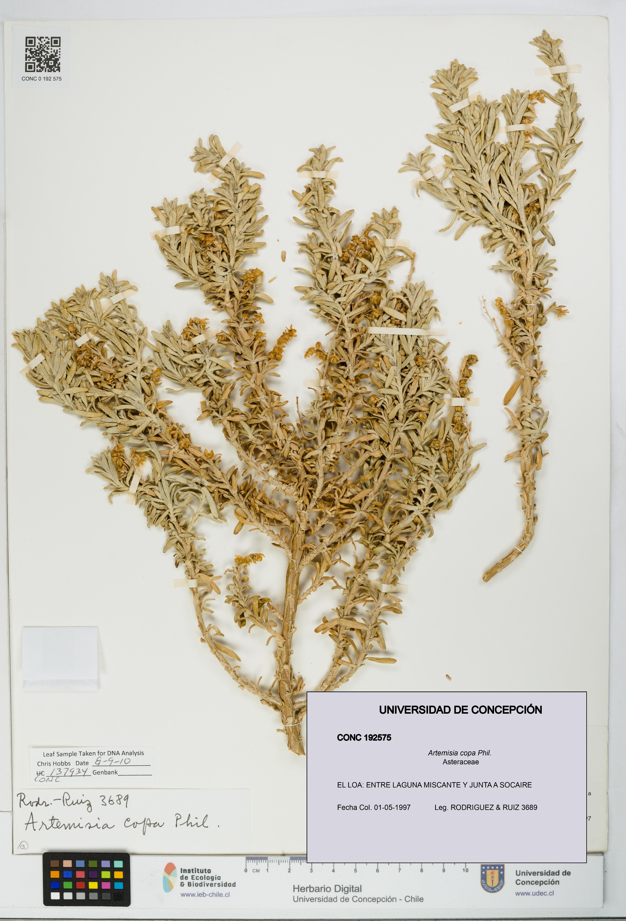 Artemisia copa [Espécimen: UDEC:CONC:0192575]