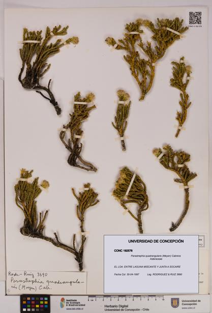 Parastrephia quadrangularis [Espécimen: UDEC:CONC:0192576]