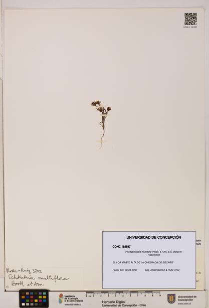 Picradeniopsis multiflora [Espécimen: ]