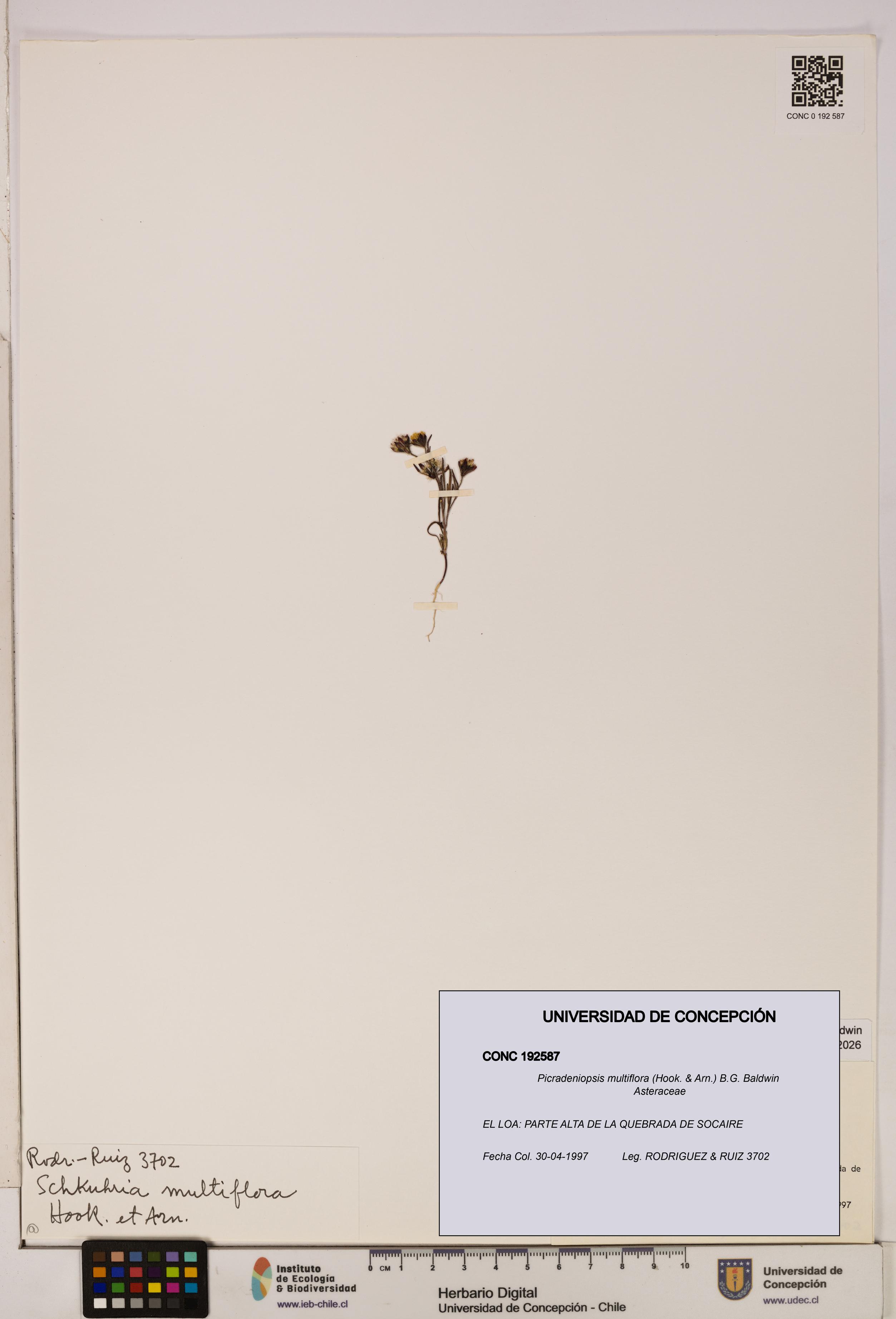 Picradeniopsis multiflora [Espécimen: ]