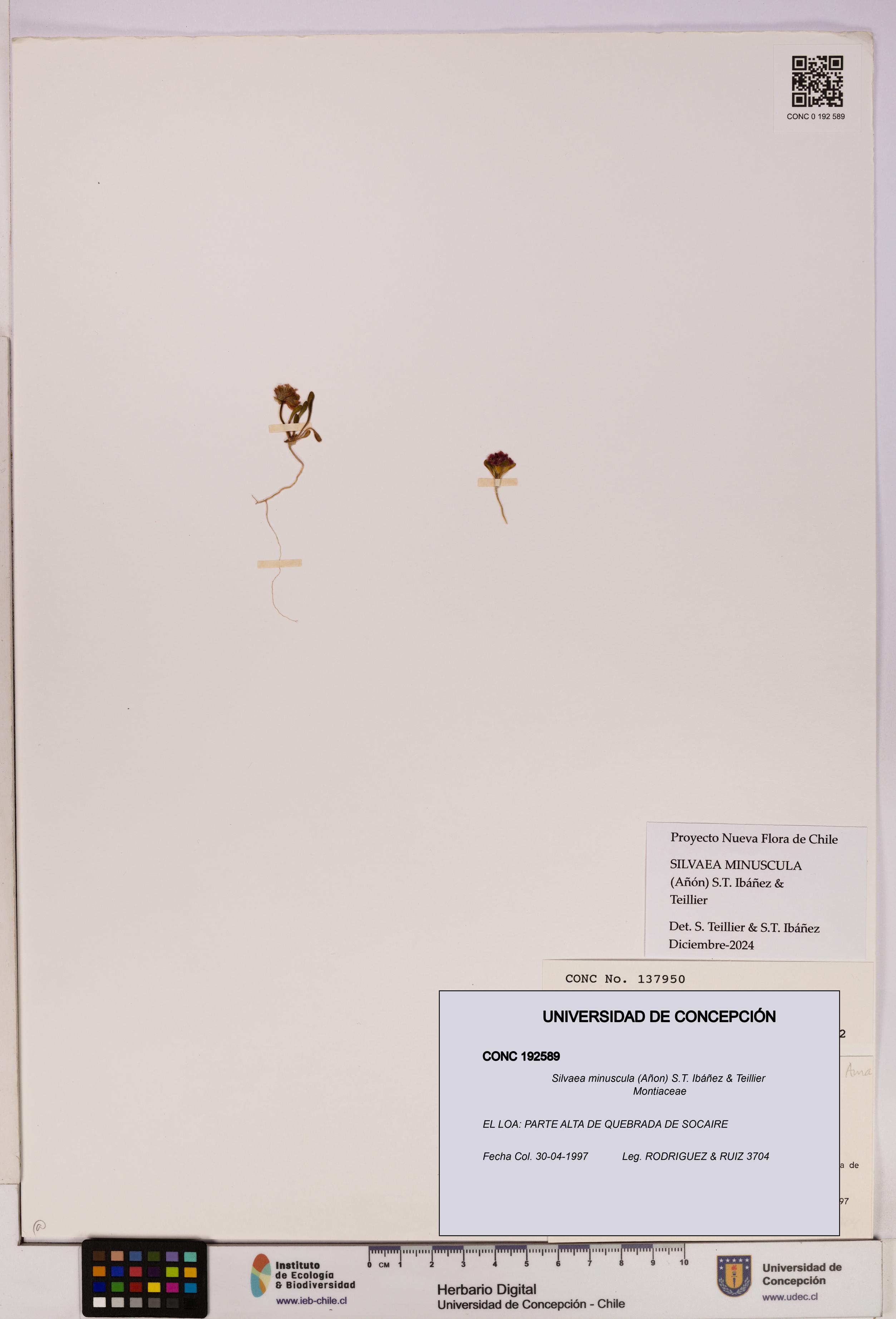 Silvaea minuscula [Espécimen: UDEC:CONC:0192589]