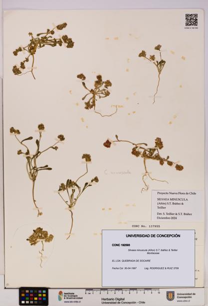 Silvaea minuscula [Espécimen: UDEC:CONC:0192593]