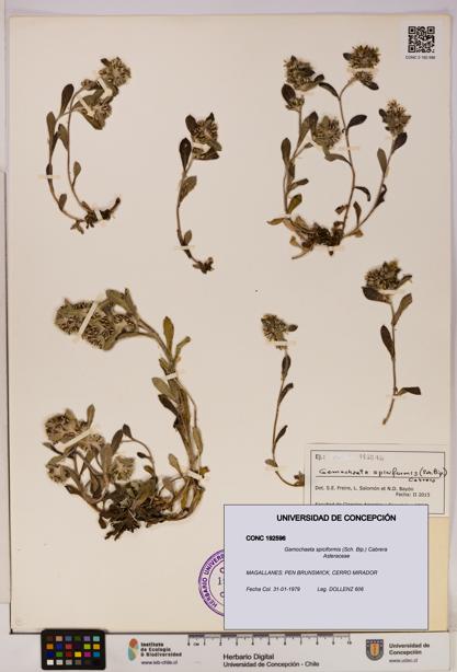 Gamochaeta spiciformis [Espécimen: UDEC:CONC:0192596]