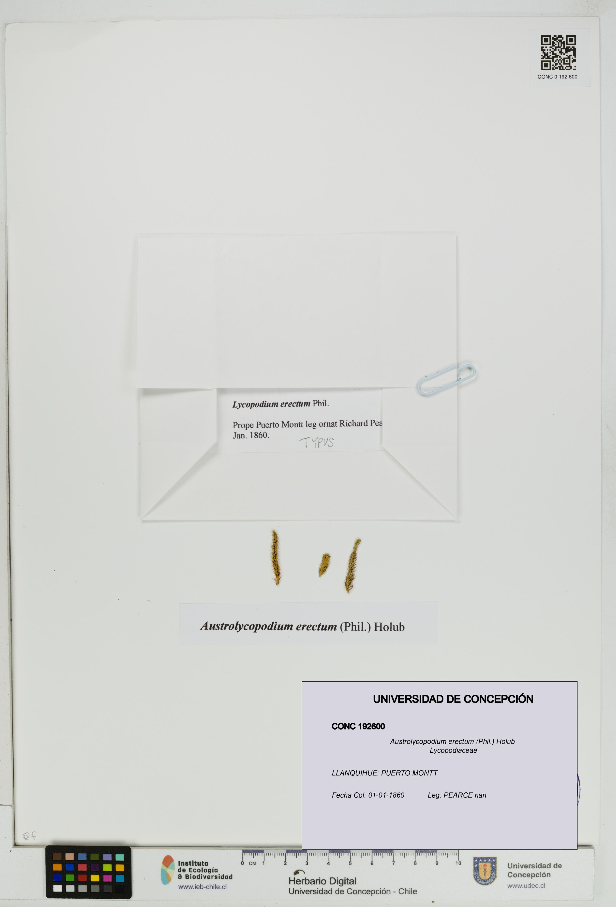Austrolycopodium erectum [Espécimen: UDEC:CONC:0192600]