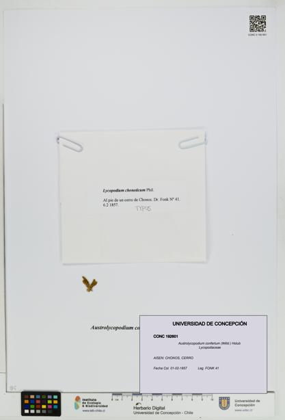 Austrolycopodium confertum [Espécimen: UDEC:CONC:0192601]