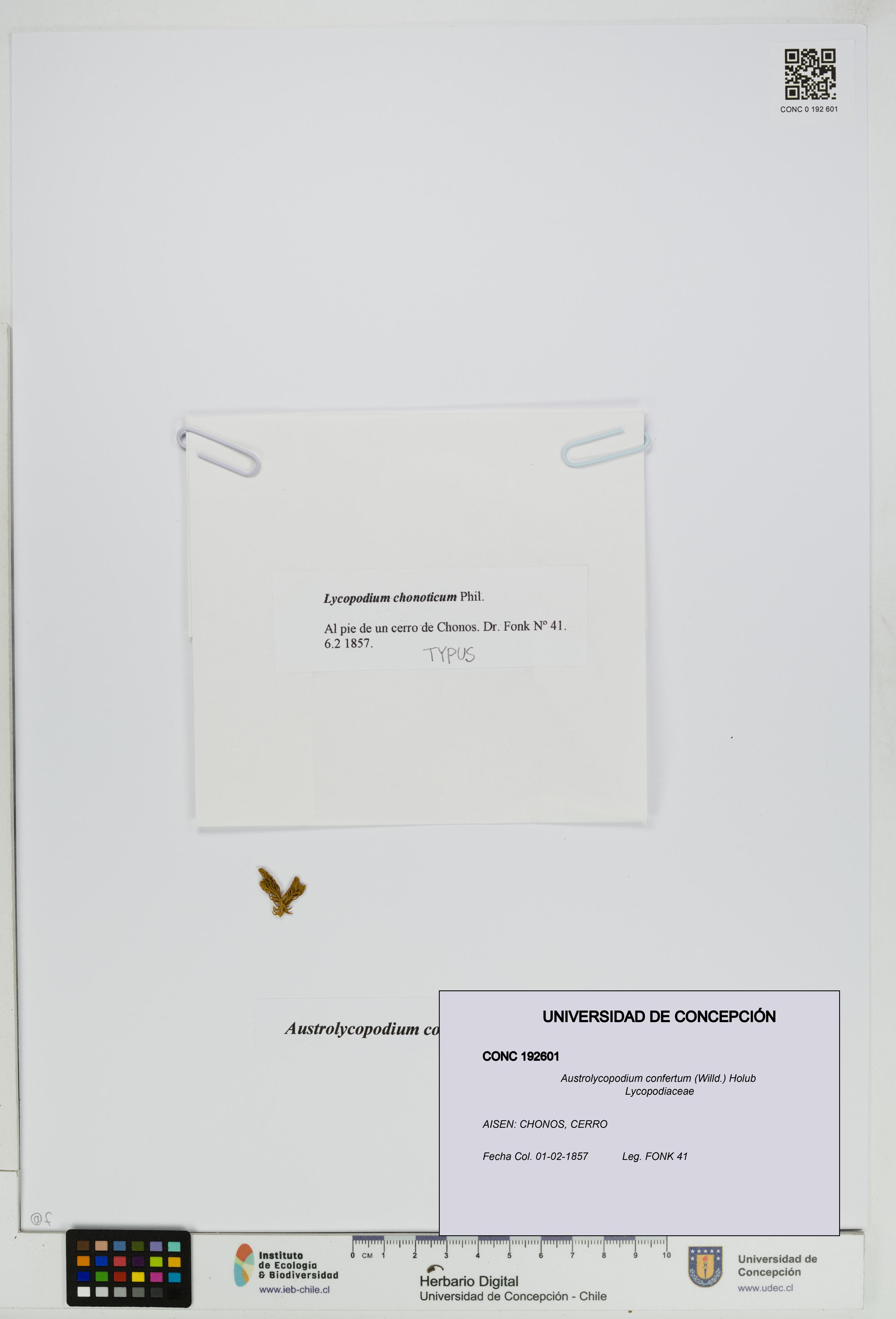 Austrolycopodium confertum [Espécimen: UDEC:CONC:0192601]