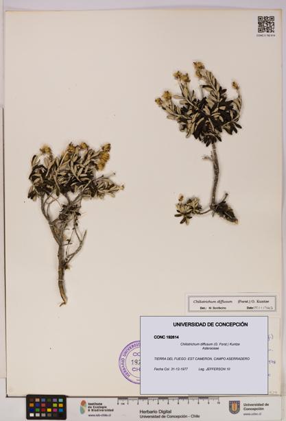 Chiliotrichum diffusum [Espécimen: UDEC:CONC:0192614]