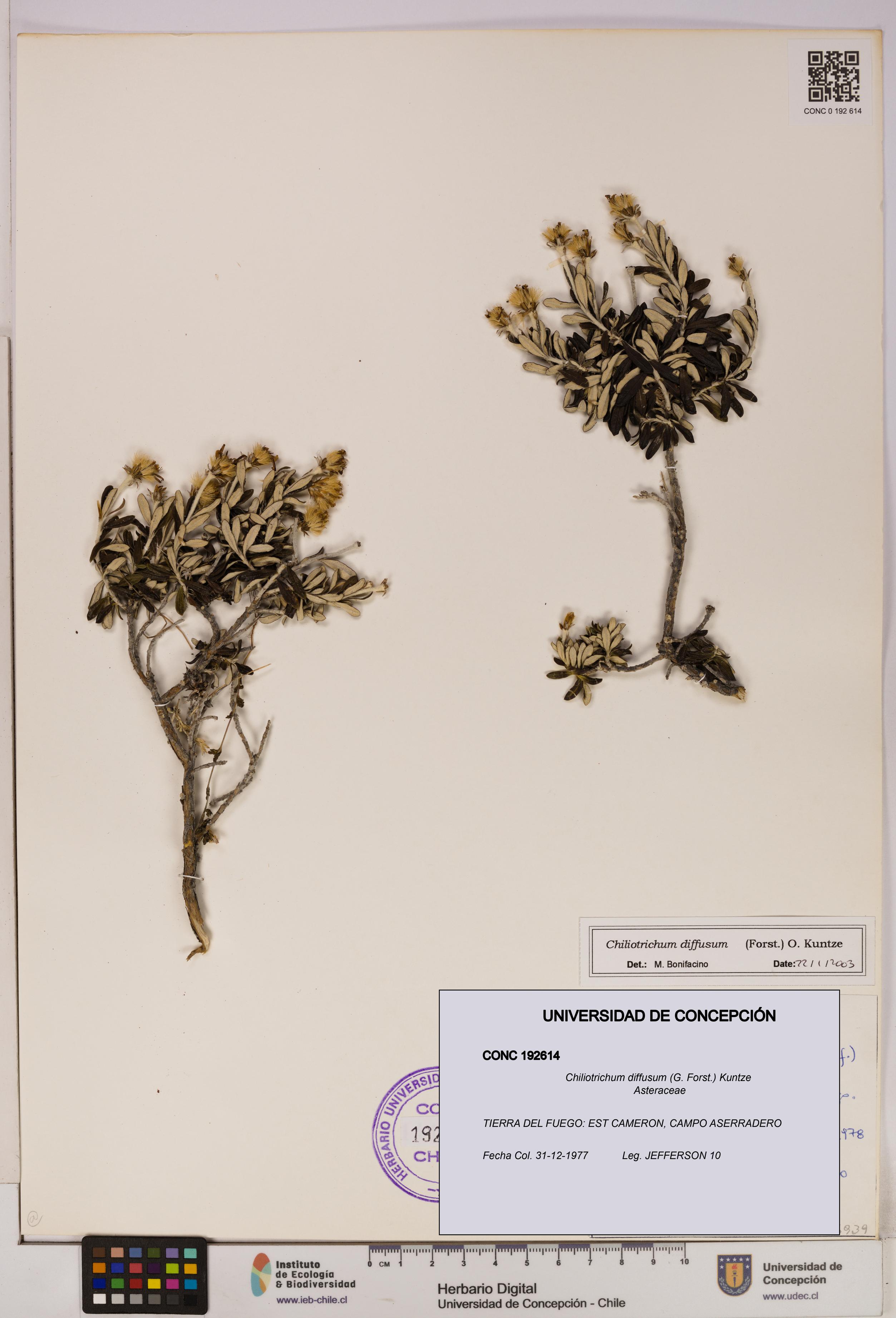 Chiliotrichum diffusum [Espécimen: UDEC:CONC:0192614]