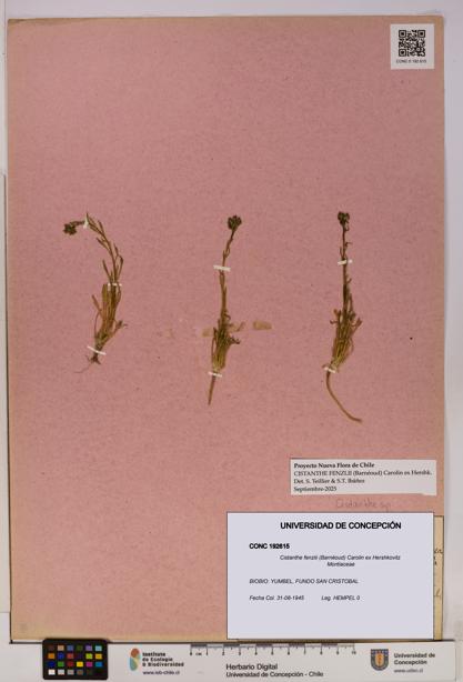 Cistanthe fenzlii [Espécimen: UDEC:CONC:0192615]