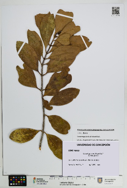 Gomortega keule [Espécimen: UDEC:CONC:0192620]