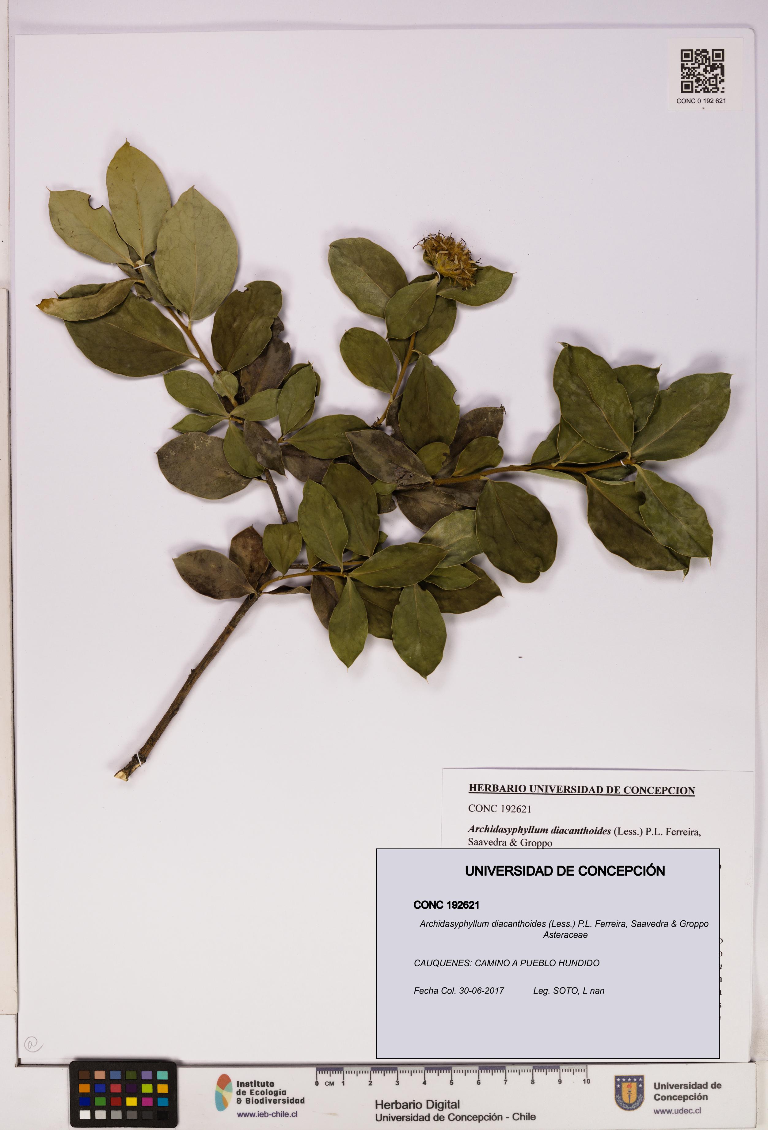Archidasyphyllum diacanthoides [Espécimen: UDEC:CONC:0192621]