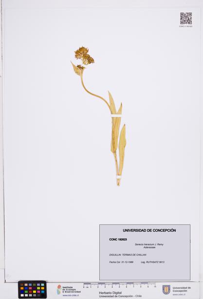 Senecio hieracium [Espécimen: ]