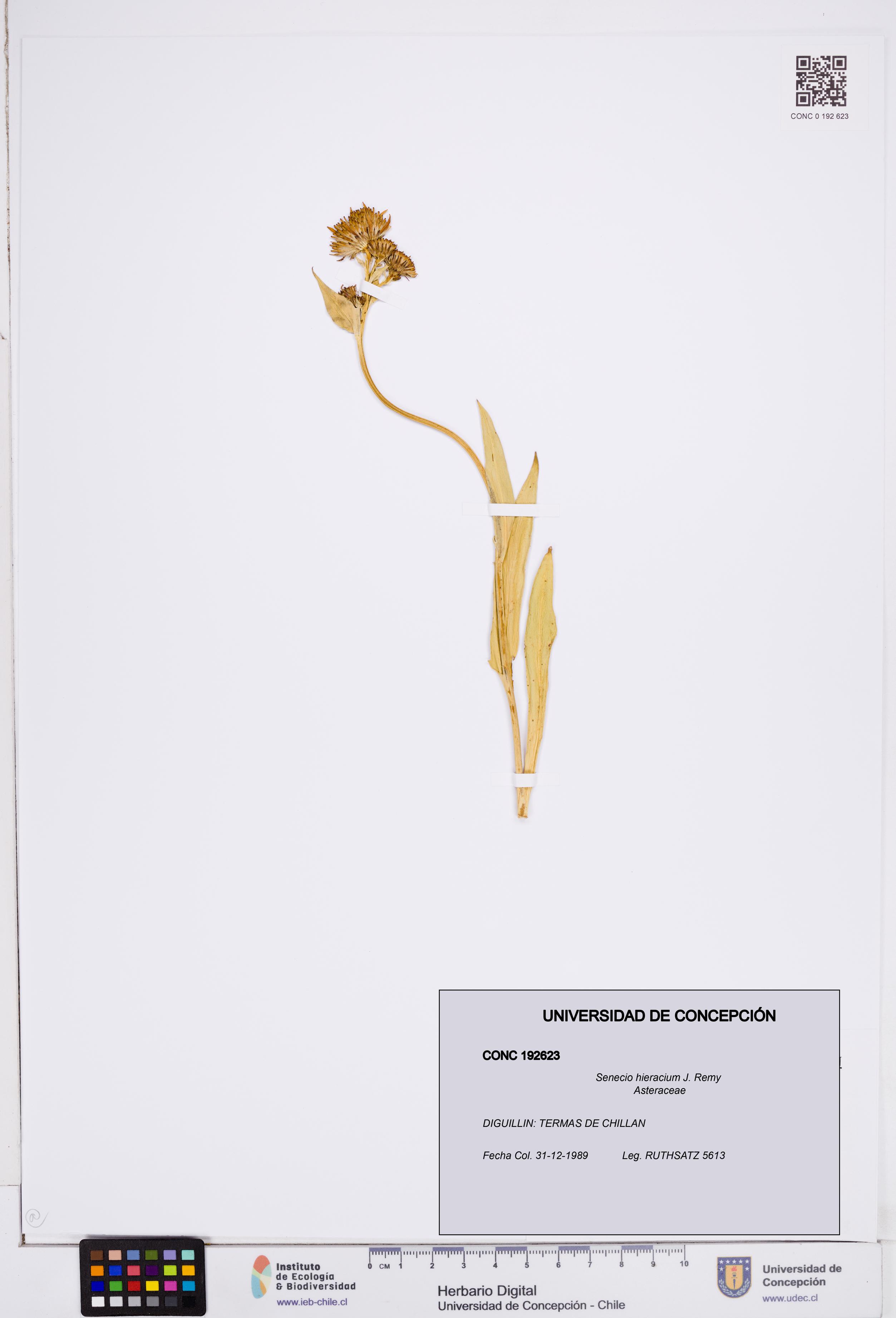 Senecio hieracium [Espécimen: ]