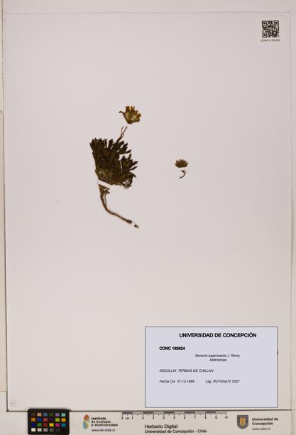 Senecio aspericaulis [Espécimen: UDEC:CONC:0192624]