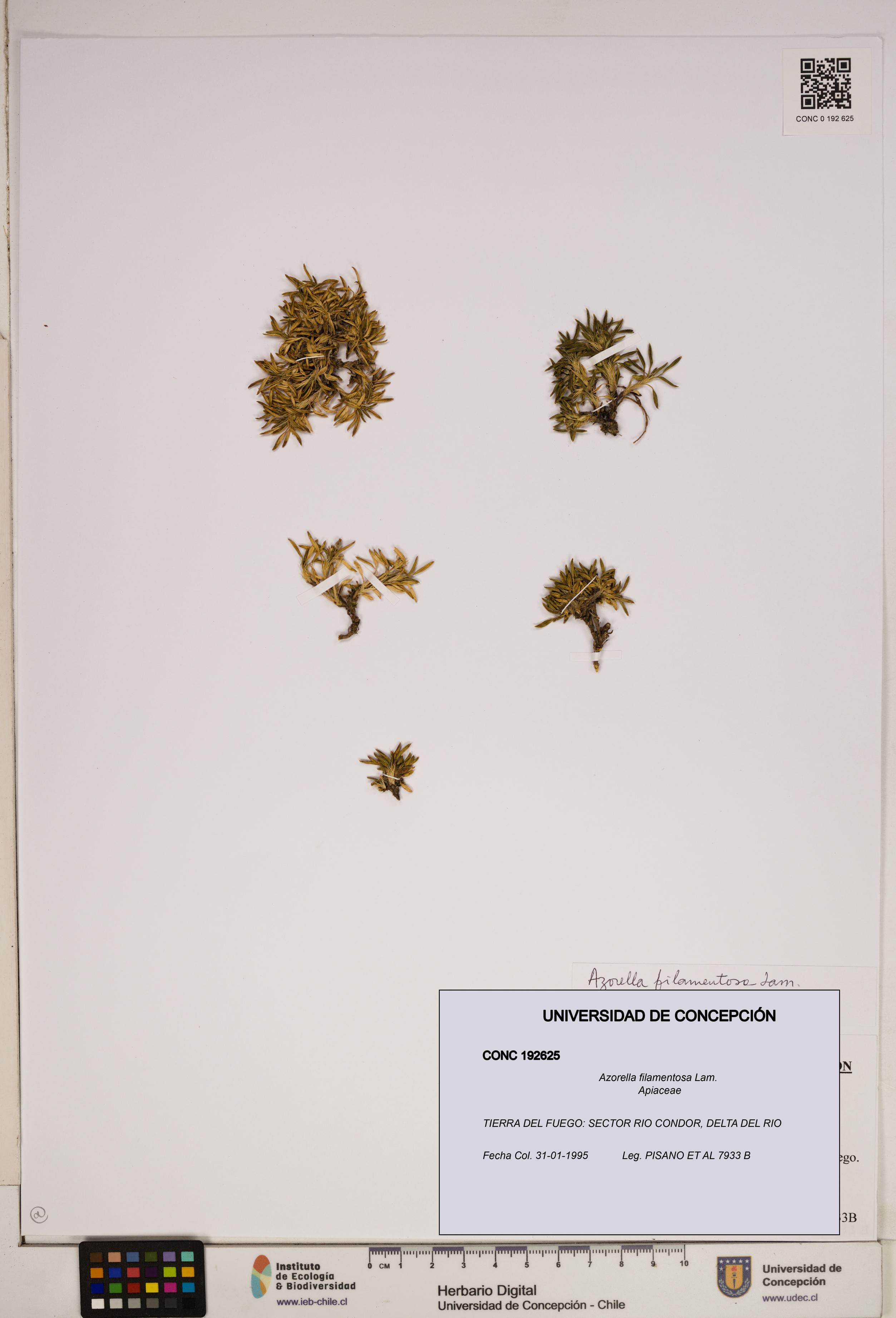 Azorella filamentosa [Espécimen: ]