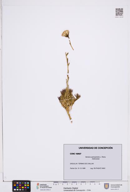 Senecio pachyphyllos [Espécimen: ]