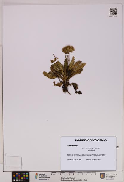 Perezia fonkii [Espécimen: UDEC:CONC:0192629]