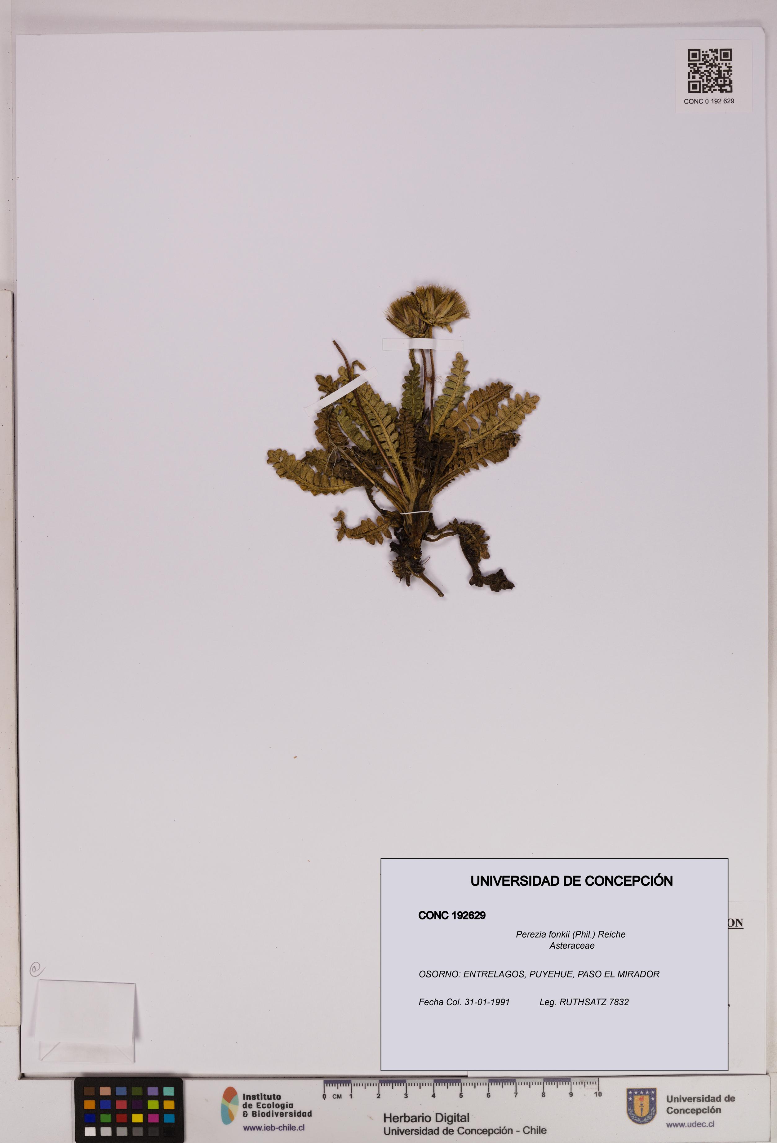 Perezia fonkii [Espécimen: UDEC:CONC:0192629]