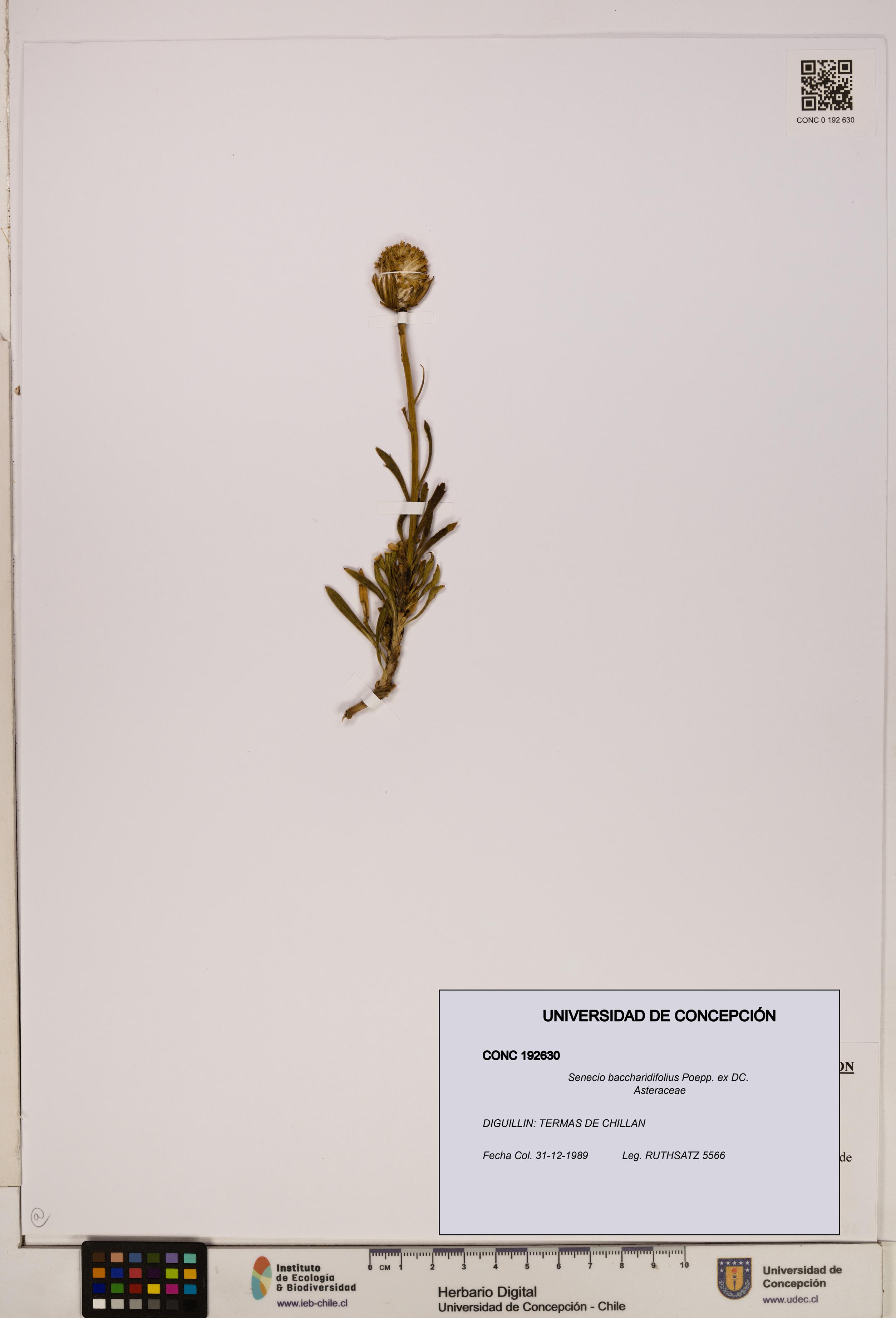 Senecio baccharidifolius [Espécimen: UDEC:CONC:0192630]