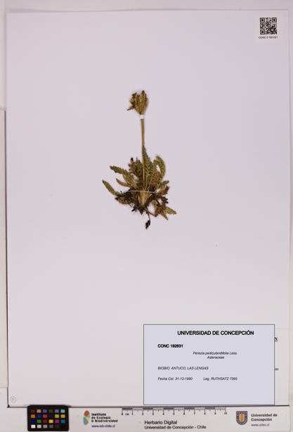 Perezia pedicularidifolia [Espécimen: UDEC:CONC:0192631]
