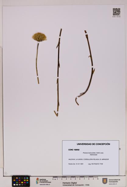 Perezia lactucoides [Espécimen: UDEC:CONC:0192632]