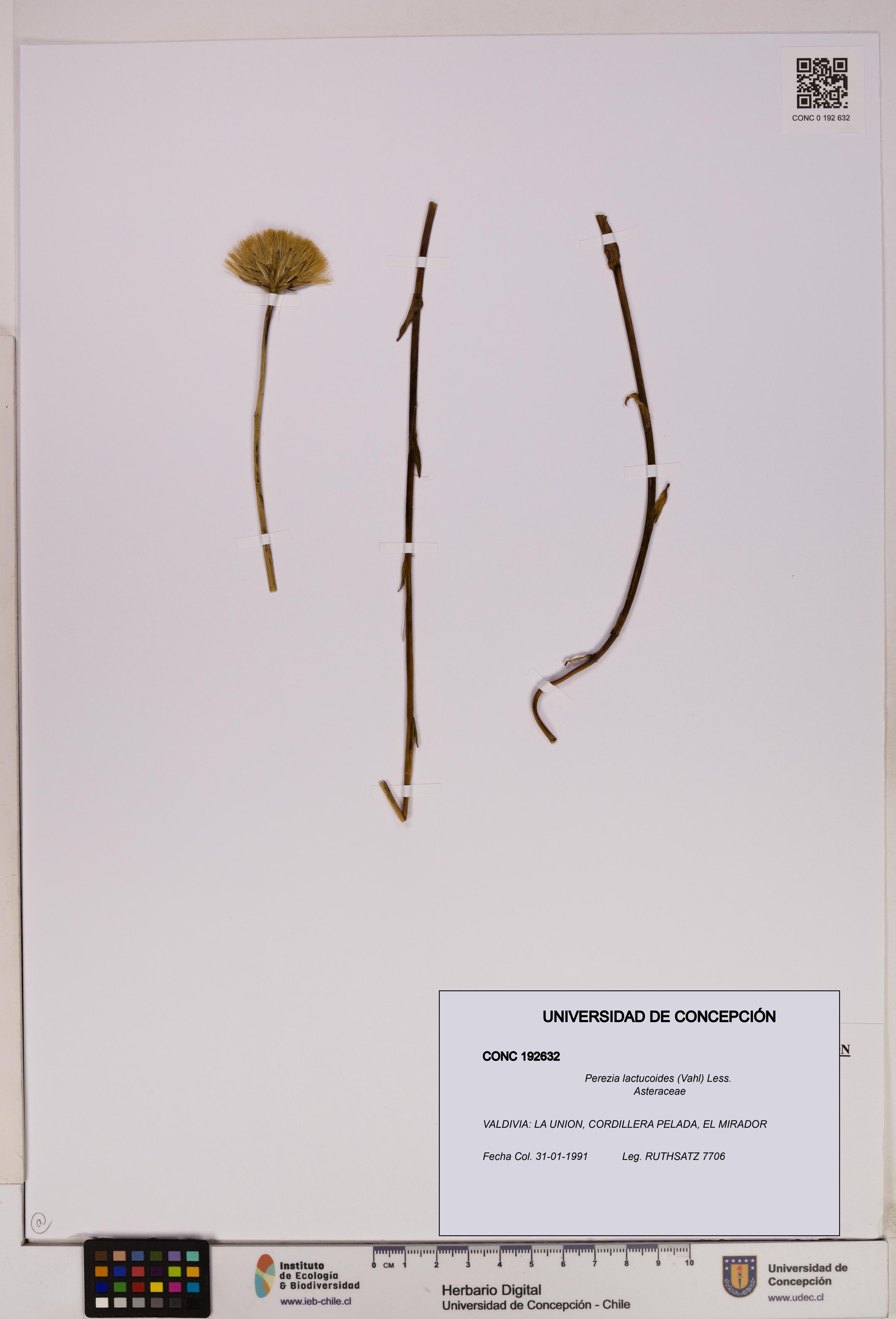 Perezia lactucoides [Espécimen: UDEC:CONC:0192632]